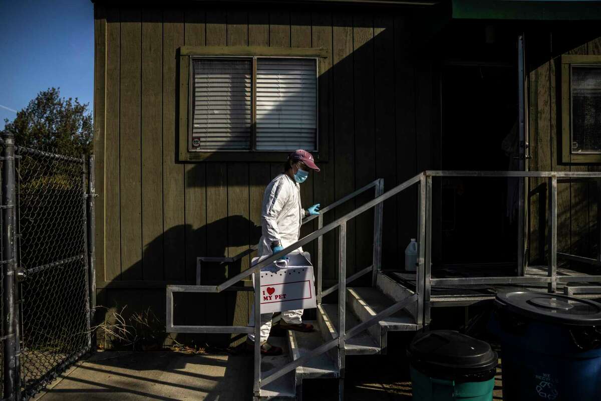 Eli Gordon, a wildlife rehabilitation technician at International Bird Rescue in Fairfield, carries a bird carrier to a makeshift triage and quarantine facility due to the ongoing avian influenza outbreak.