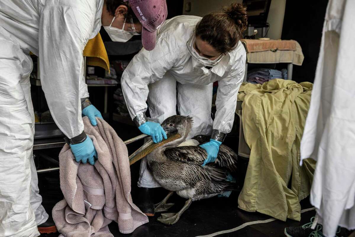 Eli Gordon, a wildlife rehabilitation technician at International Bird Rescue, left, and wildlife center manager Kelly Beffa move an injured pelican in a makeshift triage and quarantine facility due to the ongoing avian influenza outbreak.