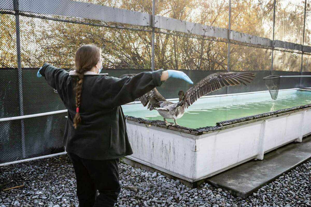 Rebecca Duerr, director of research and veterinary science at International Bird Rescue, gestures as she observes a pelican rehabilitation progress in Fairfield.