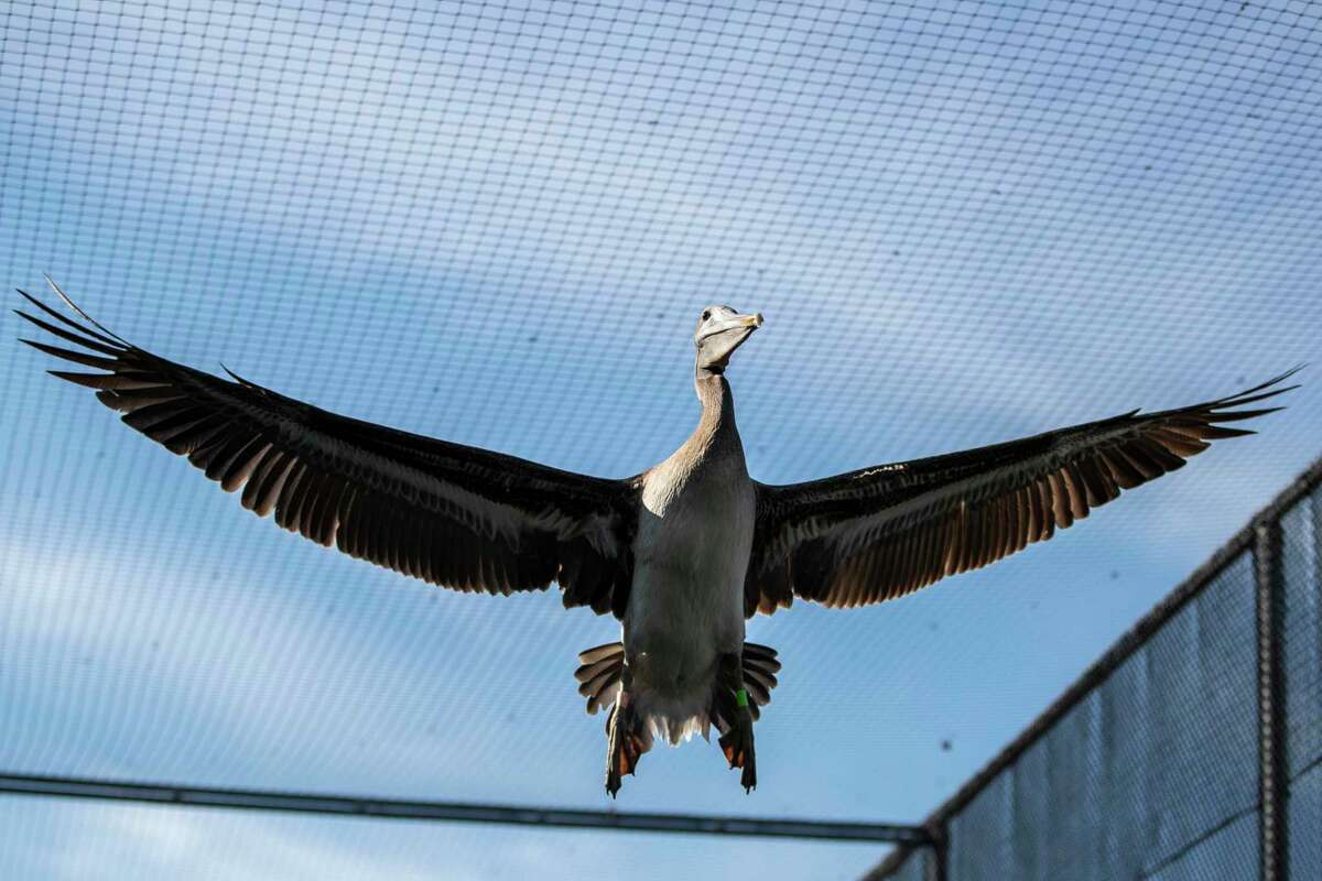 A pelican flies in a cage while undergoing rehabilitation at International Bird Rescue in Fairfield.
