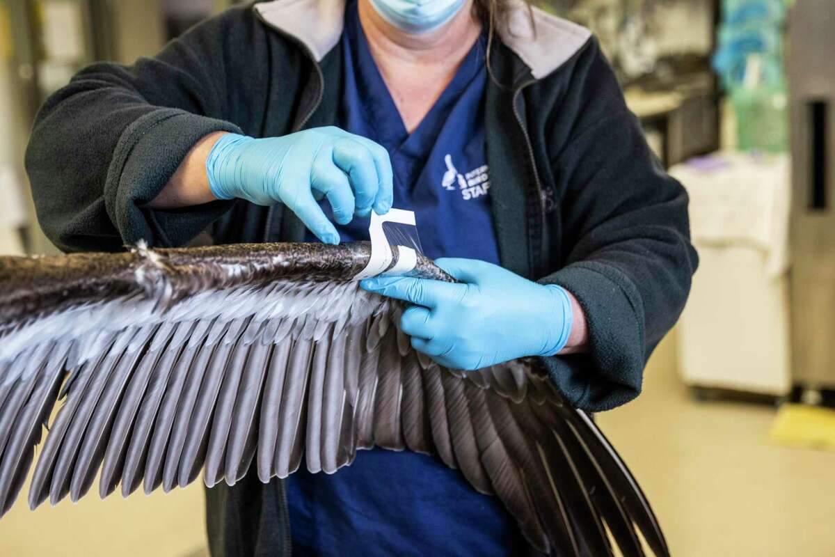 丽贝卡·杜尔是国际鸟类救援组织的研究和兽医科学主任，她在费尔菲尔德市一只加州褐鹈鹕翅膀上的伤口上涂上了Tegaderm薄膜。