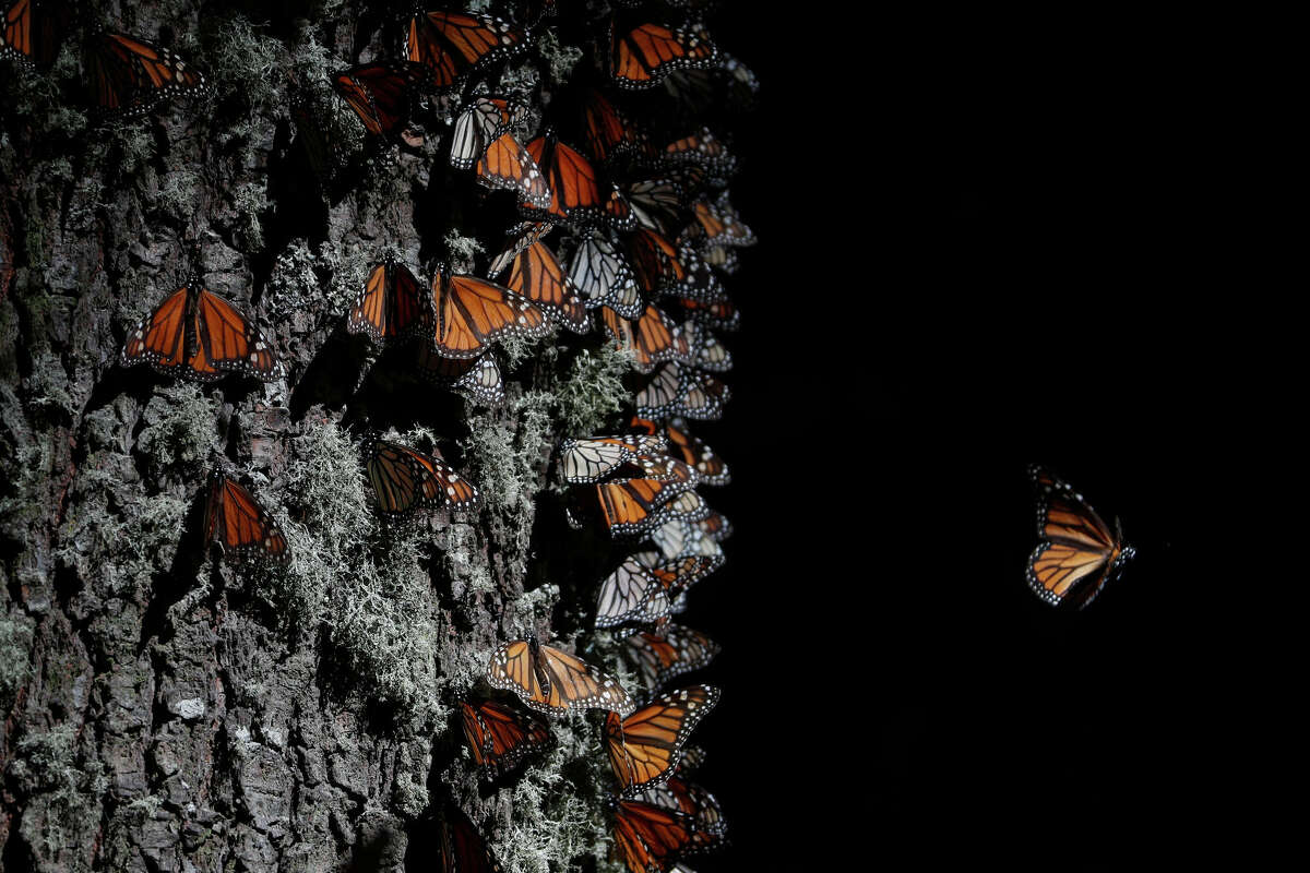 FILE - A monarch butterfly takes off from a tree trunk in the winter nesting grounds of El Rosario Sanctuary, near Ocampo, Michoacan state, Mexico, Jan. 31, 2020. Mexico's Environment Department said in November 2022 that the first butterflies have been seen exploring the mountaintop reserves in Mexico State and Michoacan. 