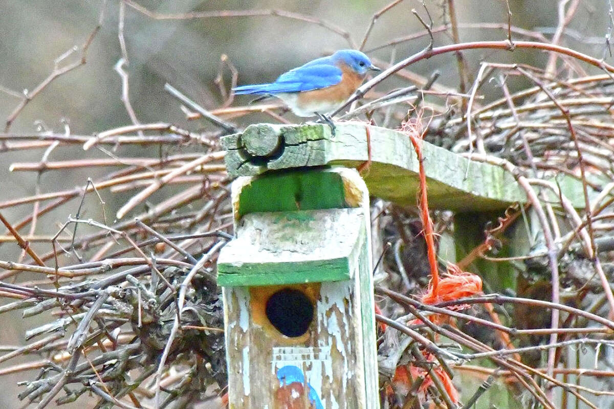 A bluebird looks over its winter home after returning for the holidays.