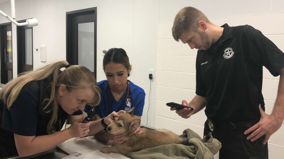 The Houston SPCA helped an injured puppy named Victoria who was tossed from a second-story balcony Nov. 29. 