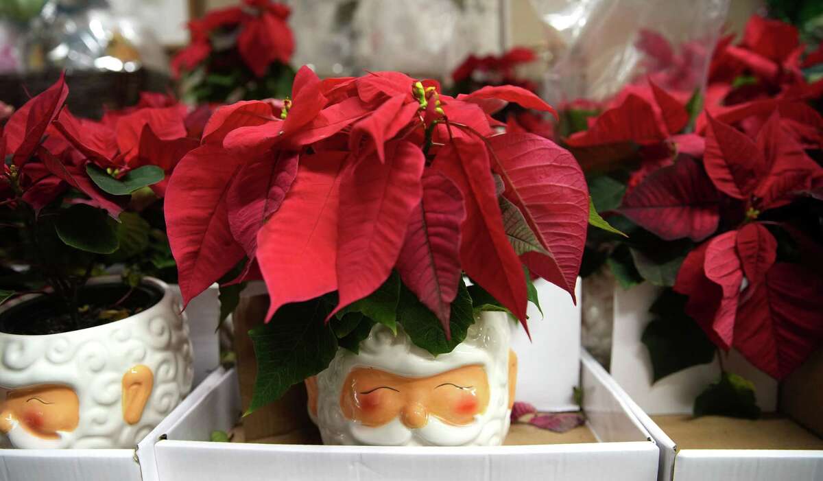 Poinsettias in holiday-themed pots available at the Bunker Hill HEB.