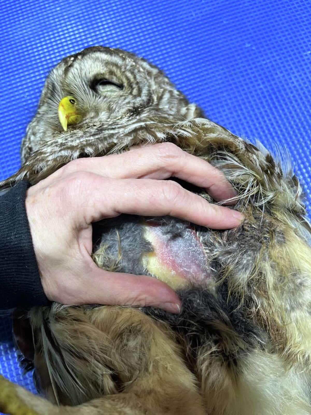 Bruising on a barred owl indicates ingestion of  rodents poisoned with second-generation anticoagulant rodenticide.