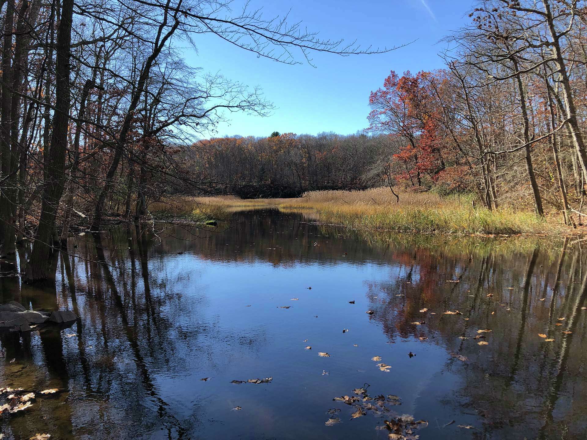 East River Preserve
