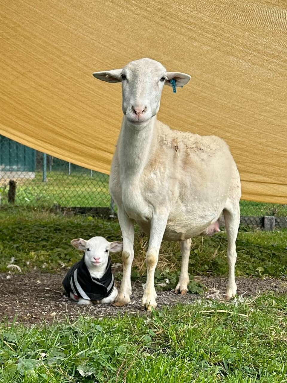 Sheep rescued from 'slaughter operation' in Saugerties