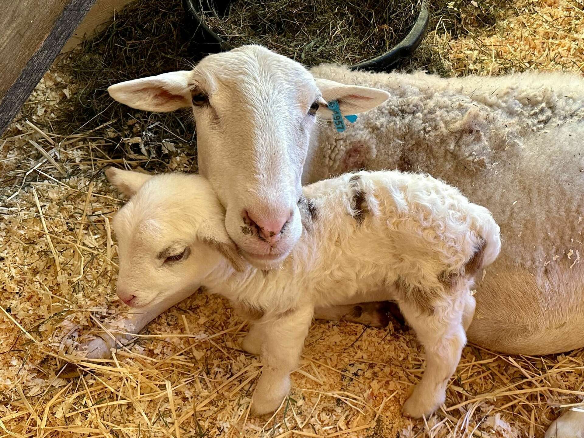 Sheep rescued from 'slaughter operation' in Saugerties