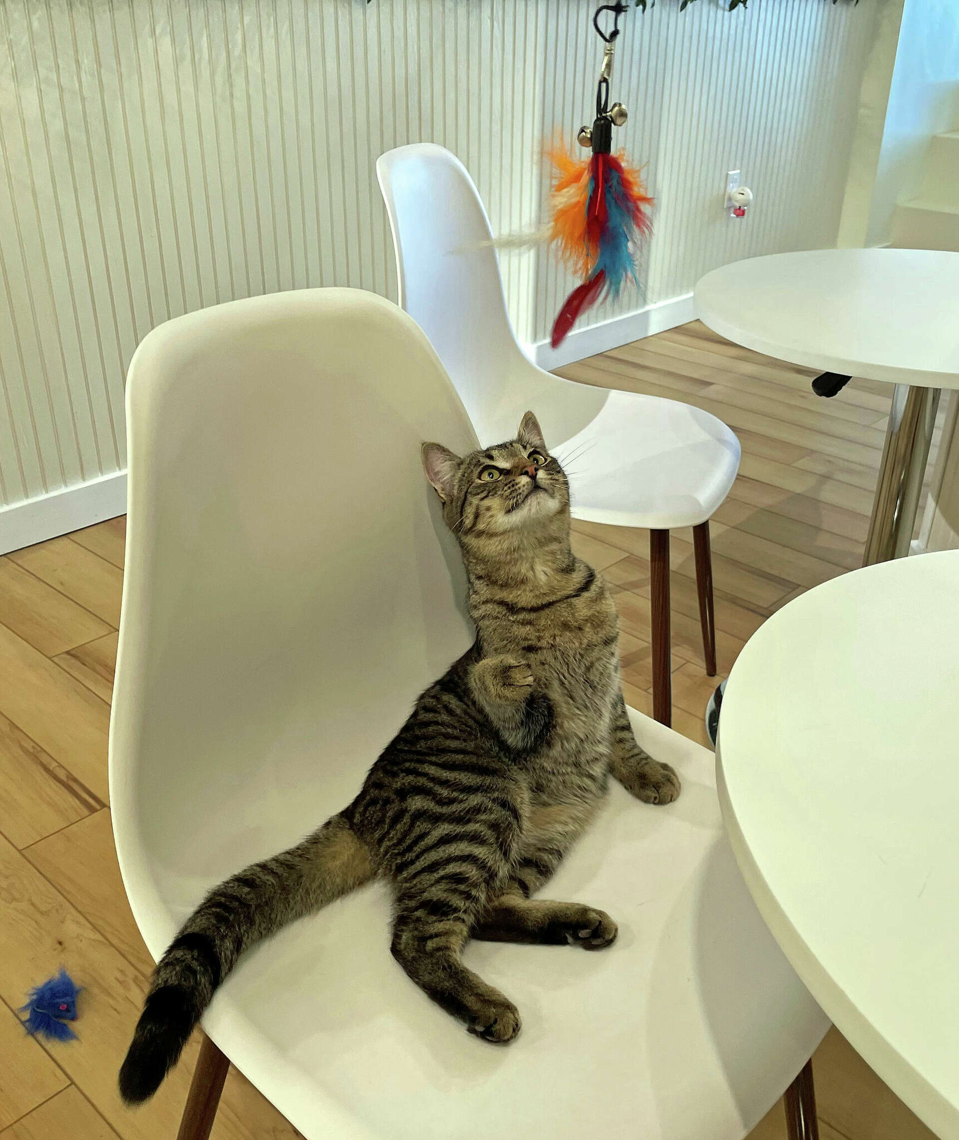 【AAKE】KITTEN OVER HALF T Adopt a kitten at All the Single Kitties cat cafe in Old