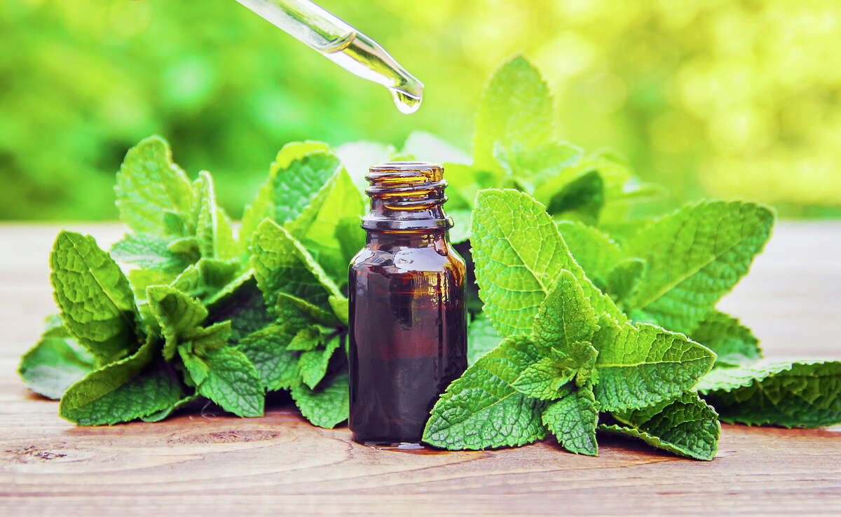 Peppermint long has been touted as something of a miracle cure for a range of ailments, but scientists say the actual evidence remains inconclusive.