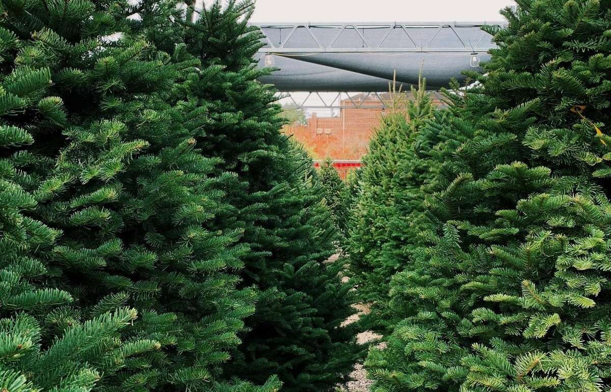 Popular Houston Heights nursery giving away free Christmas trees