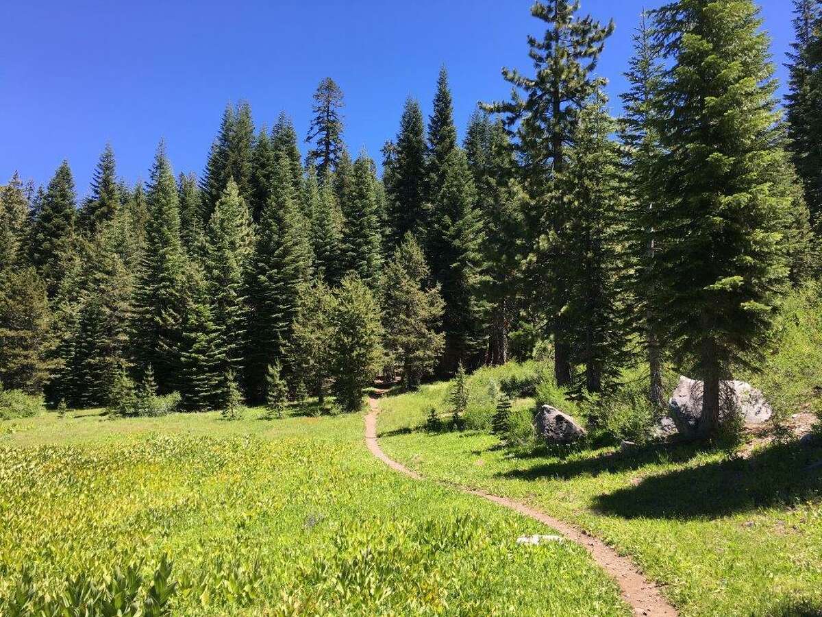 一条小路穿过唐纳山口附近的一片林地，这片林地被买下并转让给了太浩国家森林。