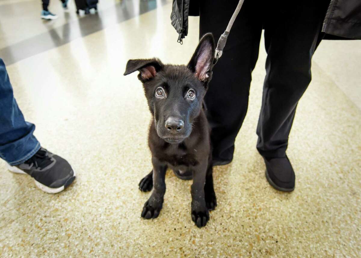 据航空公司和动物收容所的官员称，今年早些时候，这只名叫北极星的小狗在旧金山国际机场被主人遗弃，本月它找到了一个永远的新家。