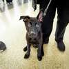 据航空公司和动物收容所的官员称，今年早些时候在旧金山国际机场被主人遗弃后，这只名叫北极星的小狗本月找到了一个永远的新家。