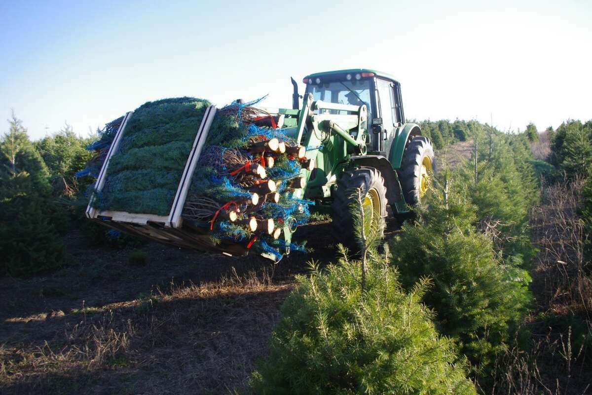 Christmas trees at Calvin Lutz Farms are readied for shipping in this 2012 file photo.