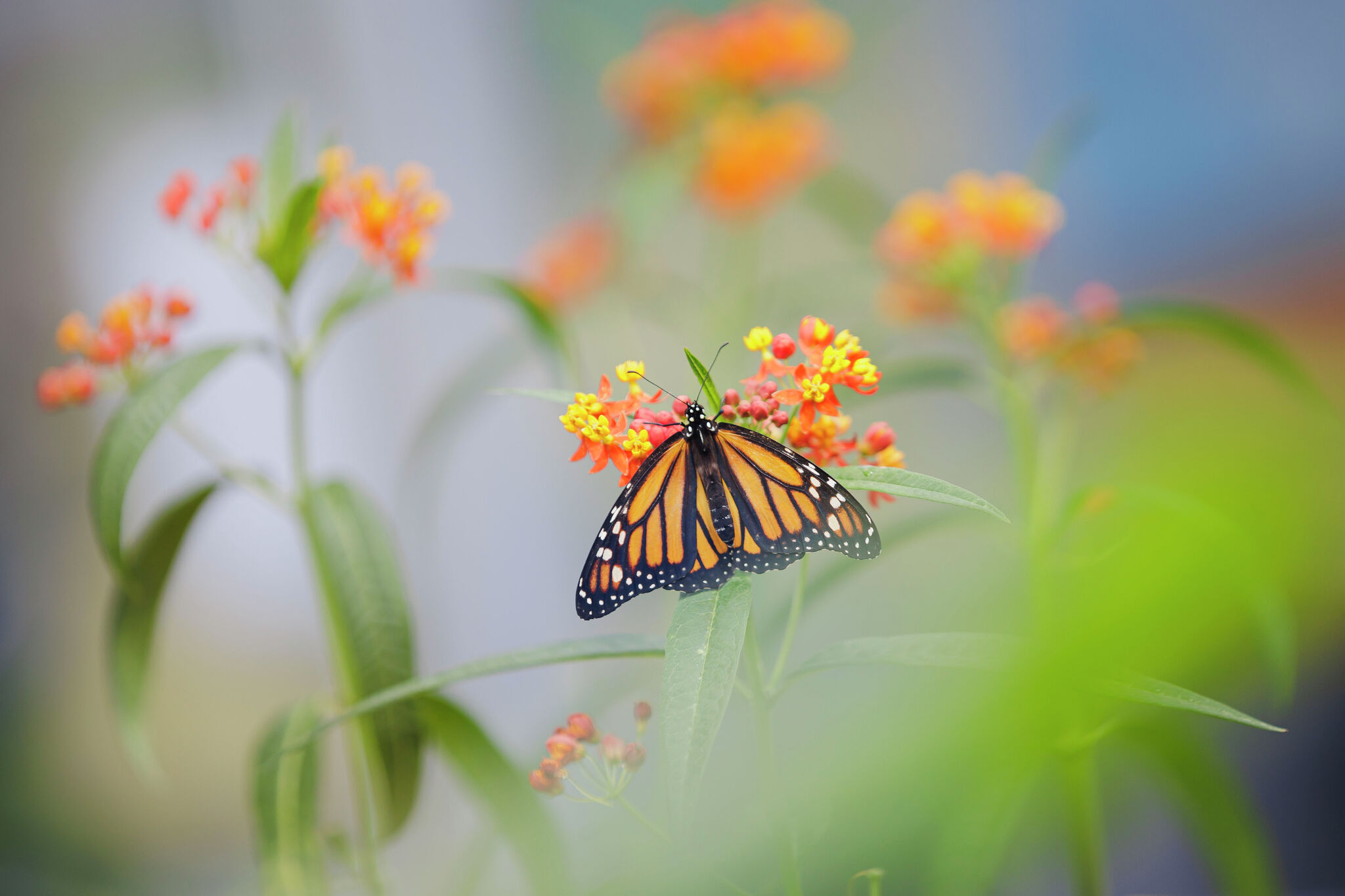 Blooming plants the deer are not eating - Vimarsana News