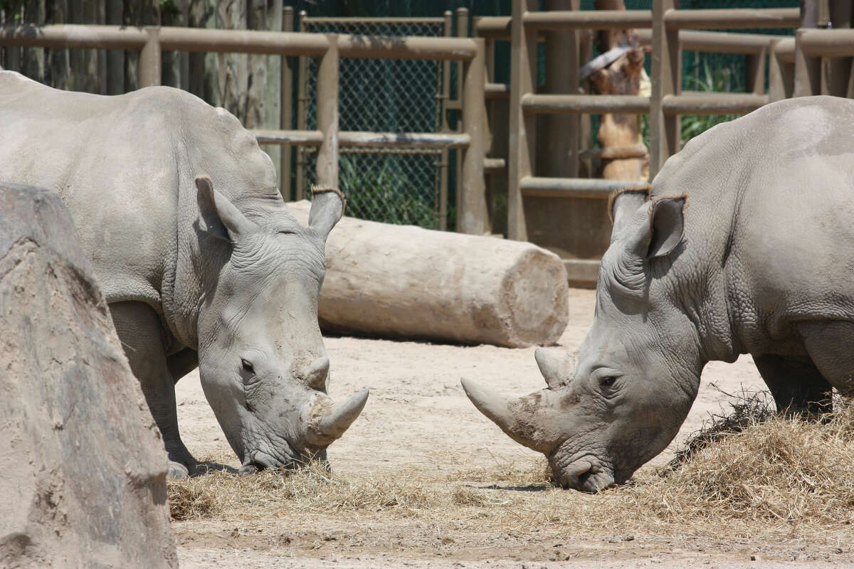Two rhinoceroses at the Houston Zoo.