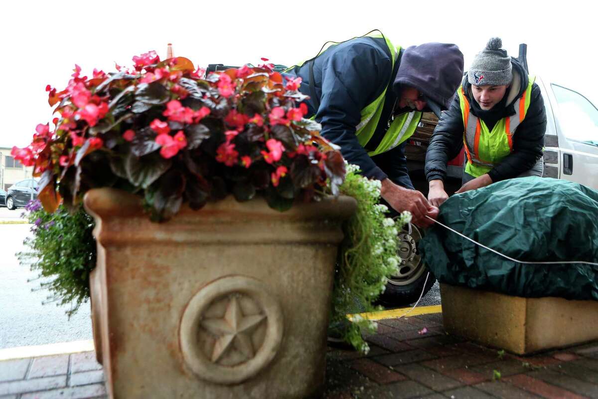 John Davis Sapp and Dayton Sweeting, with Conroe's Park and Recreation Department, work to cover plants in front of the Crighton Theater, Tuesday, Dec. 20, 2022, in Conroe. “Most of these plants should make it, but others you do what you can and hope for the best,” Sapp said. “The rain will let up before the worse of it gets here, so it doesn’t look like conditions will be as bad as last year’s freeze. Still, you still prepare the same. Things can change quickly.” A cold front forecasted to sweep across Texas could plunge temperatures in and around Houston into the 20s or lower, the National Weather Service said. A forecast predicting very cold temperatures on the night of Thursday, Dec. 22 into the following morning. The sub-freezing could last through Christmas Day on Sunday.
