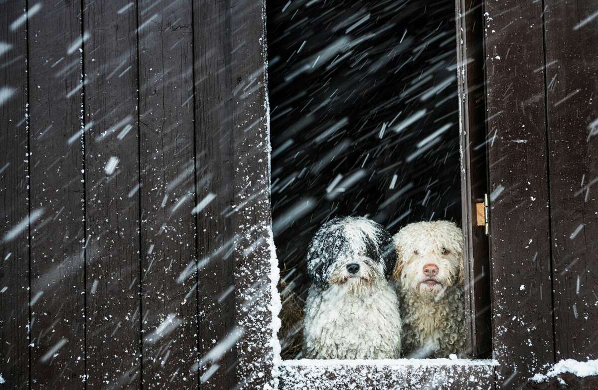The Humane Society of Missouri’s Animal Medical Center of Mid-America is reminding residents to keep pets safe and warm during this extreme winter weather.