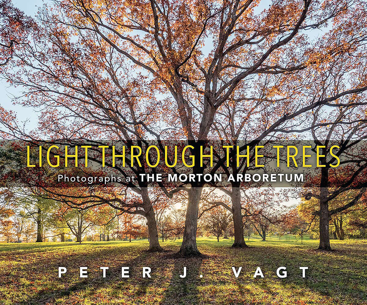 "Light Through the Trees"