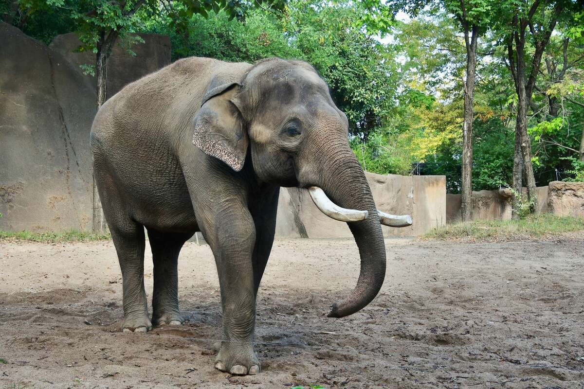 St. Louis Zoo's Asian elephant Raja is turning 30