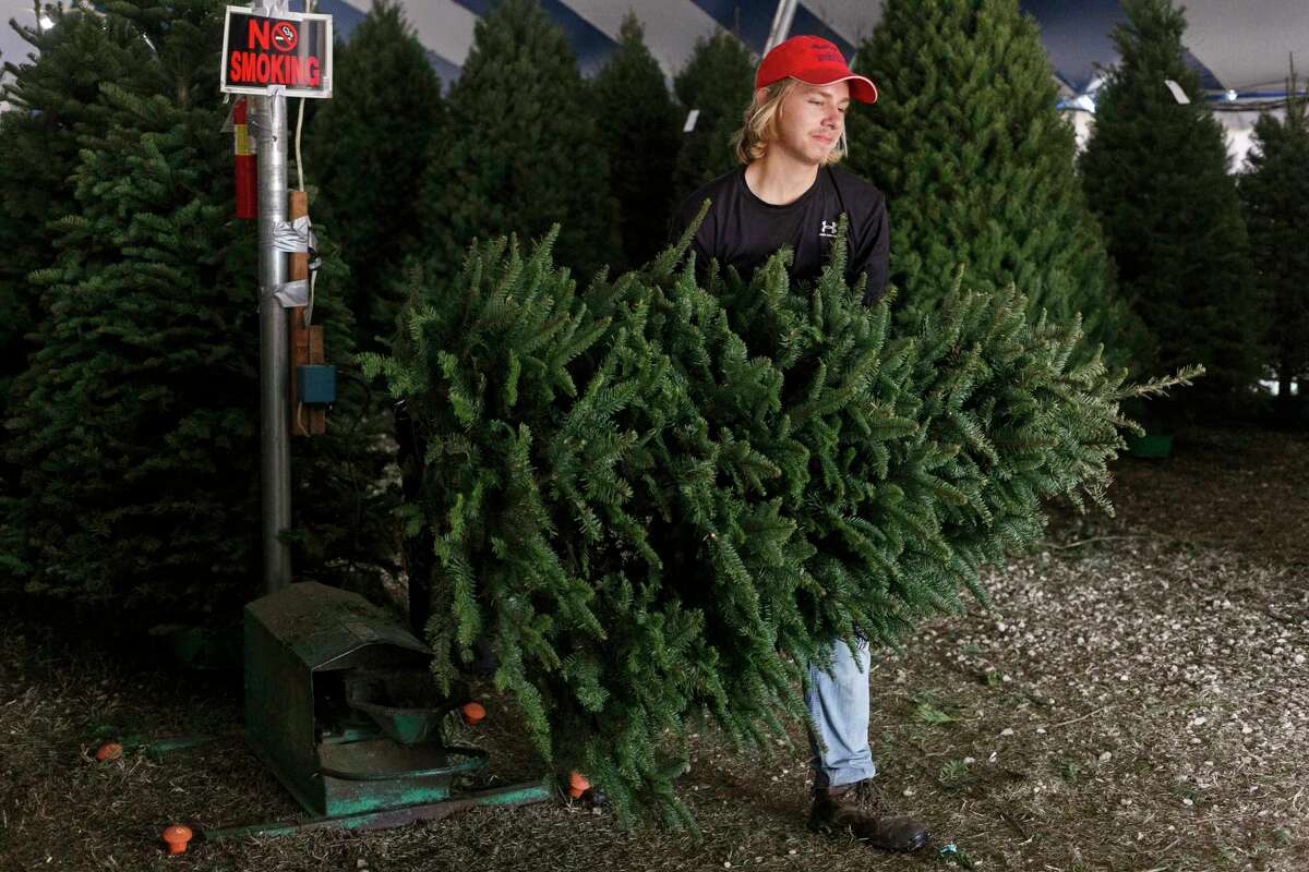 Collin Matthies prepares a tree for a customer to take home inside the Holiday Hills Christmas Tree tent in San Antonio, Texas, Tuesday afternoon, Dec. 7, 2021. The trees sold at Holiday Hills are grown in the Willamette Valley located in Oregon and then trucked to San Antonio for customers to buy during the holiday season.