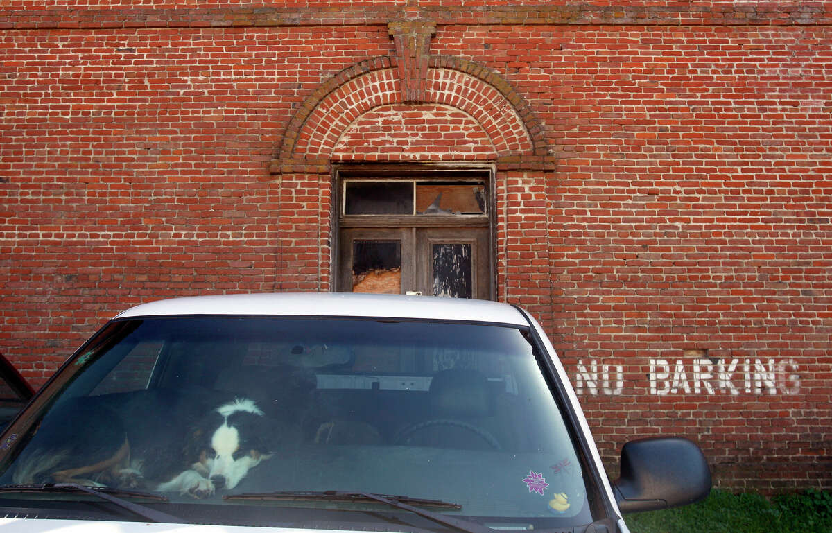 A dog naps on the dashboard of a car parked in a "No Barking" zone in front of the saloon in Point Reyes Station in 2008.
