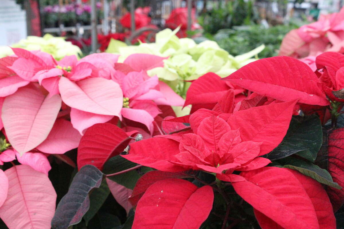 Sap will form if the poinsettia stem is cut or a leaf is broken. Do not wipe it away as it protects the wound. Sap is mildly toxic and those with a Latex allergy may be sensitive.