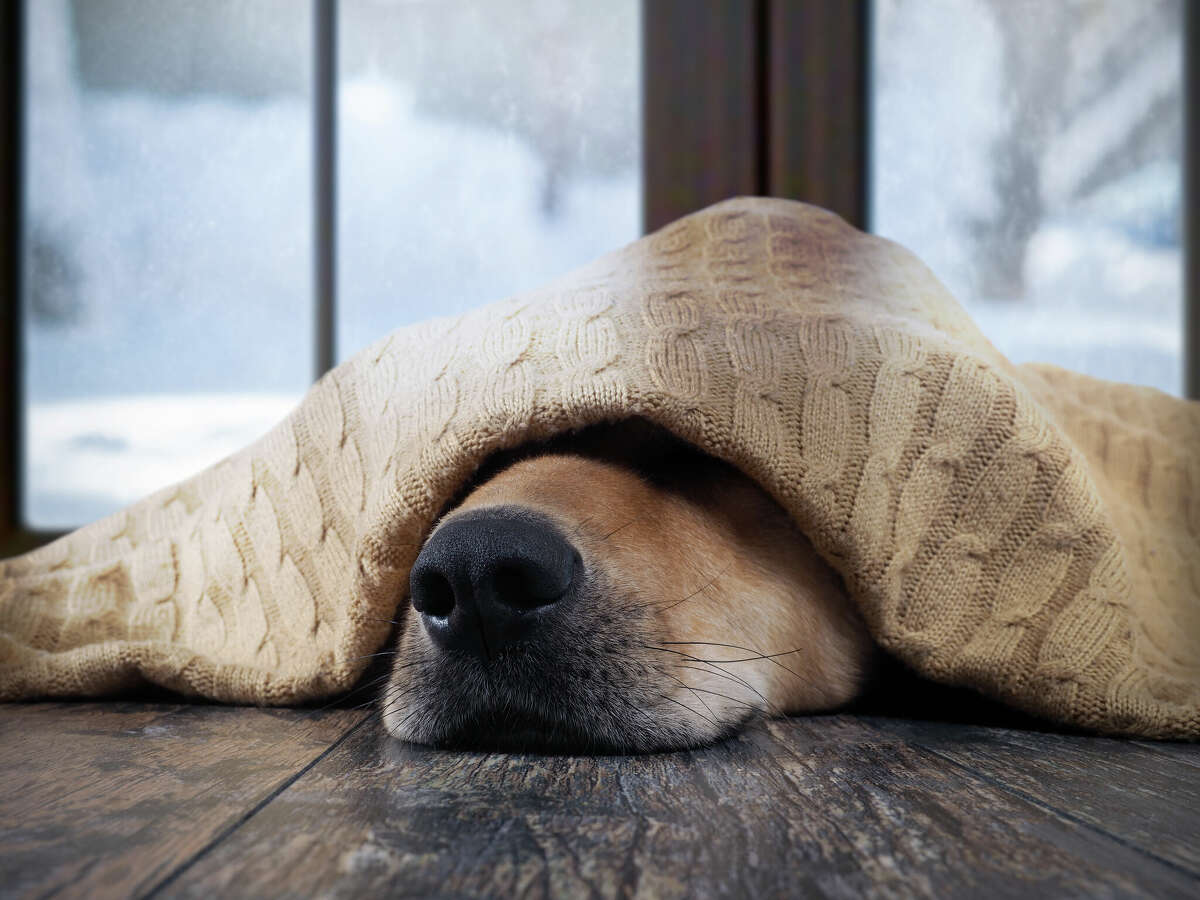 how to keep a dog outside warm