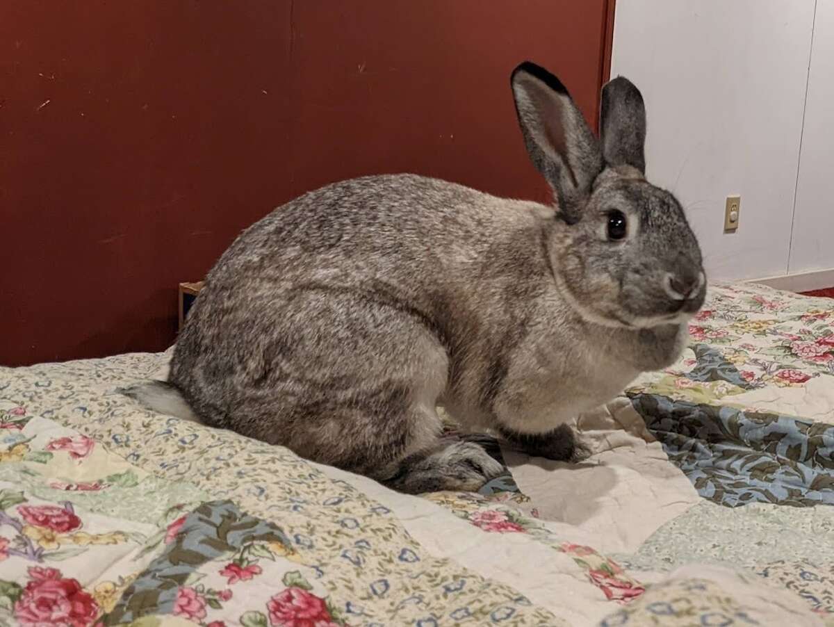 Abandoned pet bunnies rescued from Albany park in time for Christmas