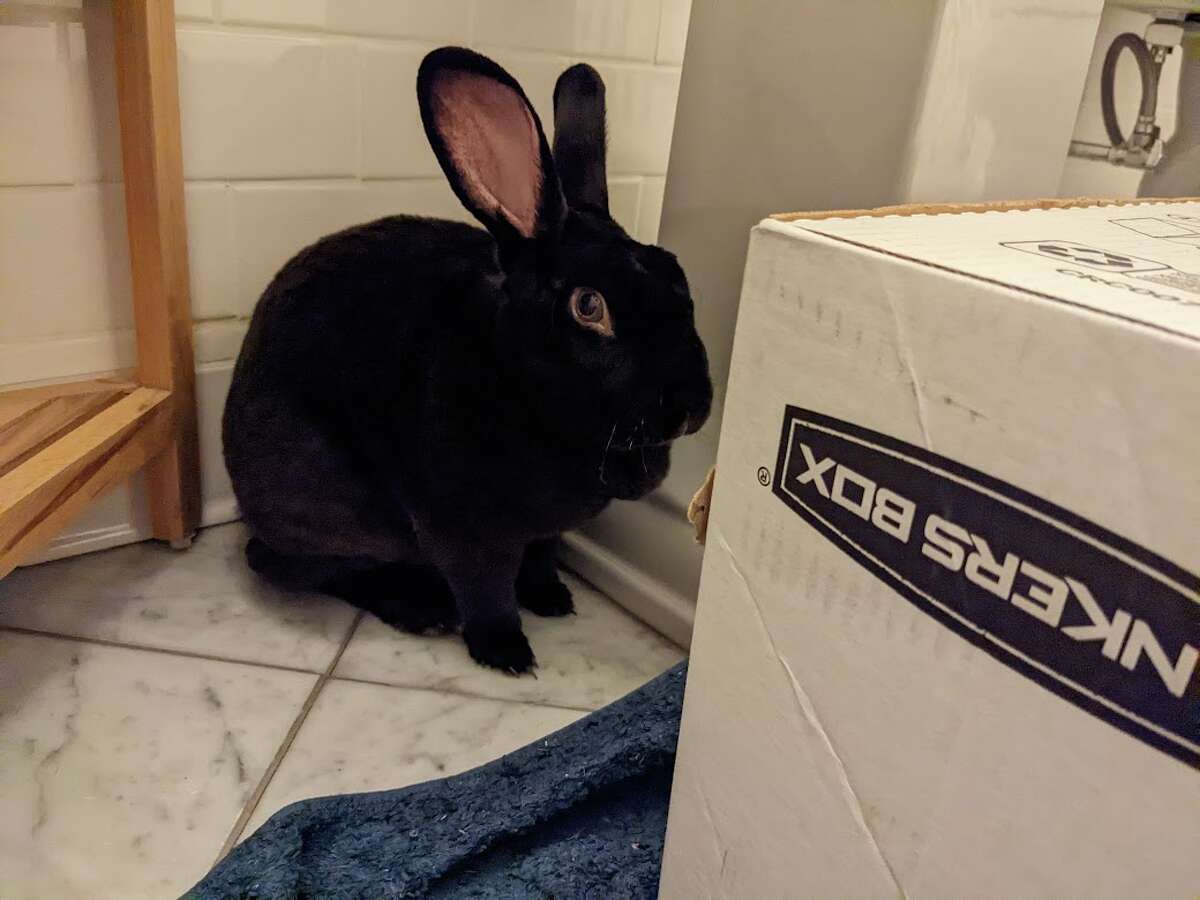 Abandoned pet bunnies rescued from Albany park in time for Christmas