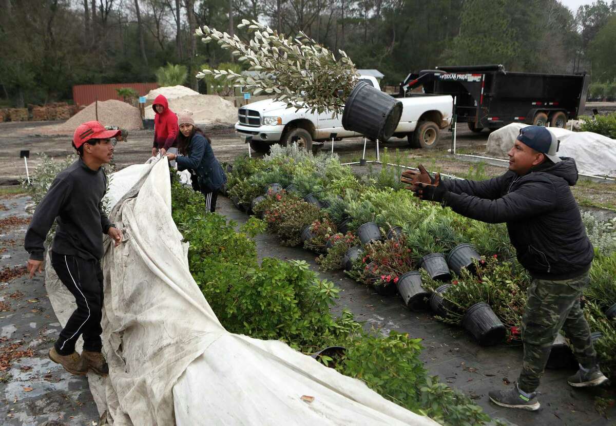 Antonio Iglesias, left, tosses a works  to Ivan Albiter arsenic  workers stitchery  plants to beryllium  covered nether  integrative  sheets astatine  1314 Landscape Solutions and Nursery up  of the Arctic freeze, Thursday, Dec. 22, 2022, successful  Conroe.