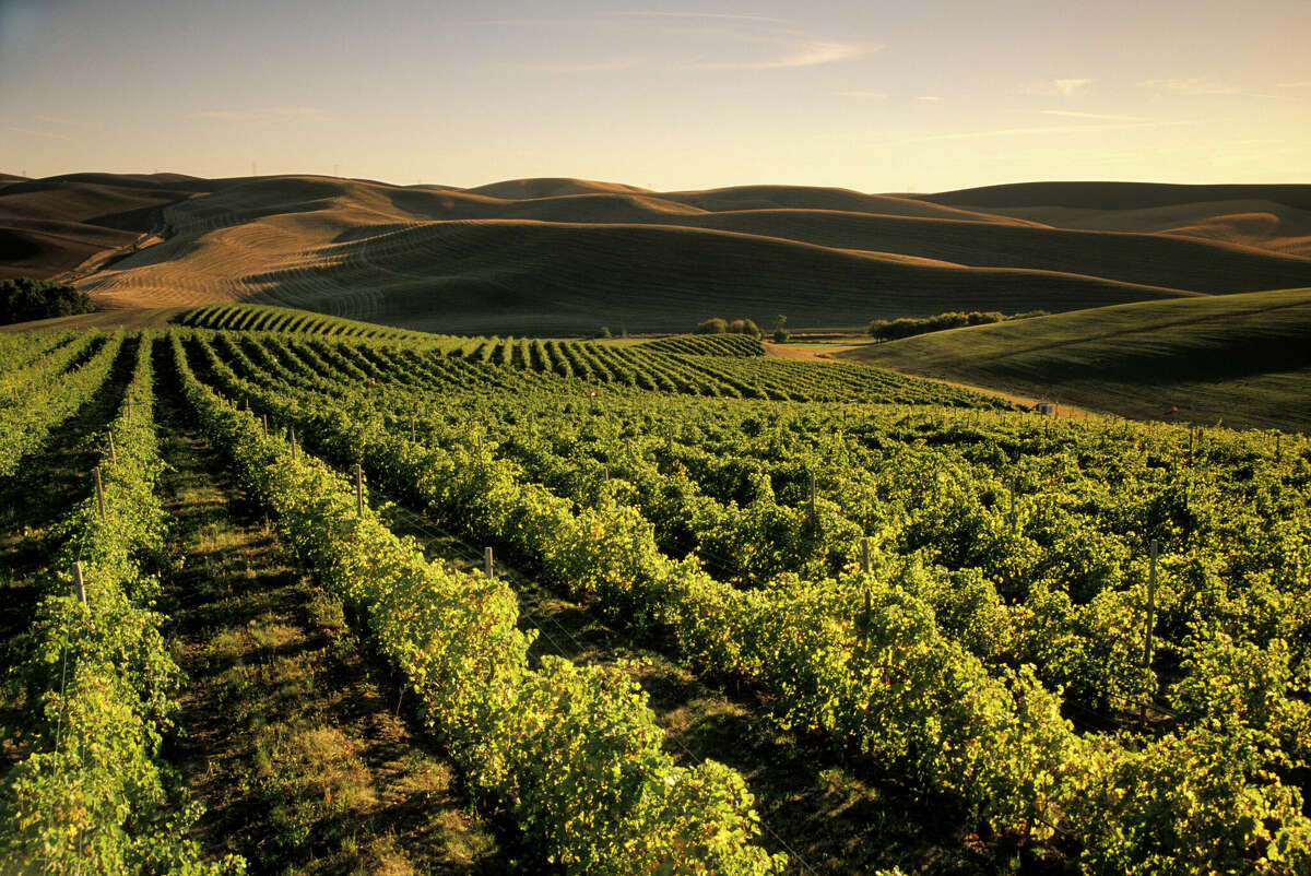 Rows of wine grapes in the Walla Walla region of eastern Washington.