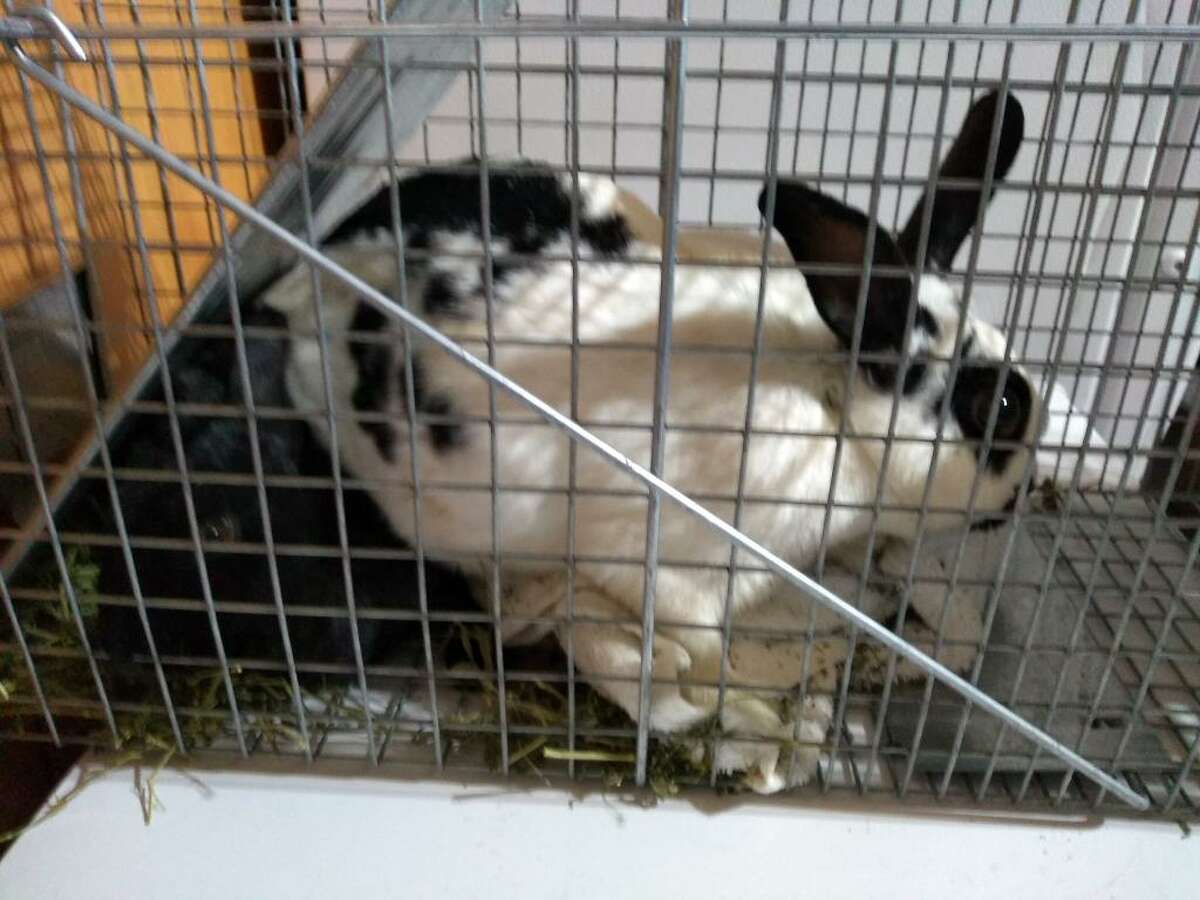 Abandoned pet bunnies rescued from Albany park in time for Christmas