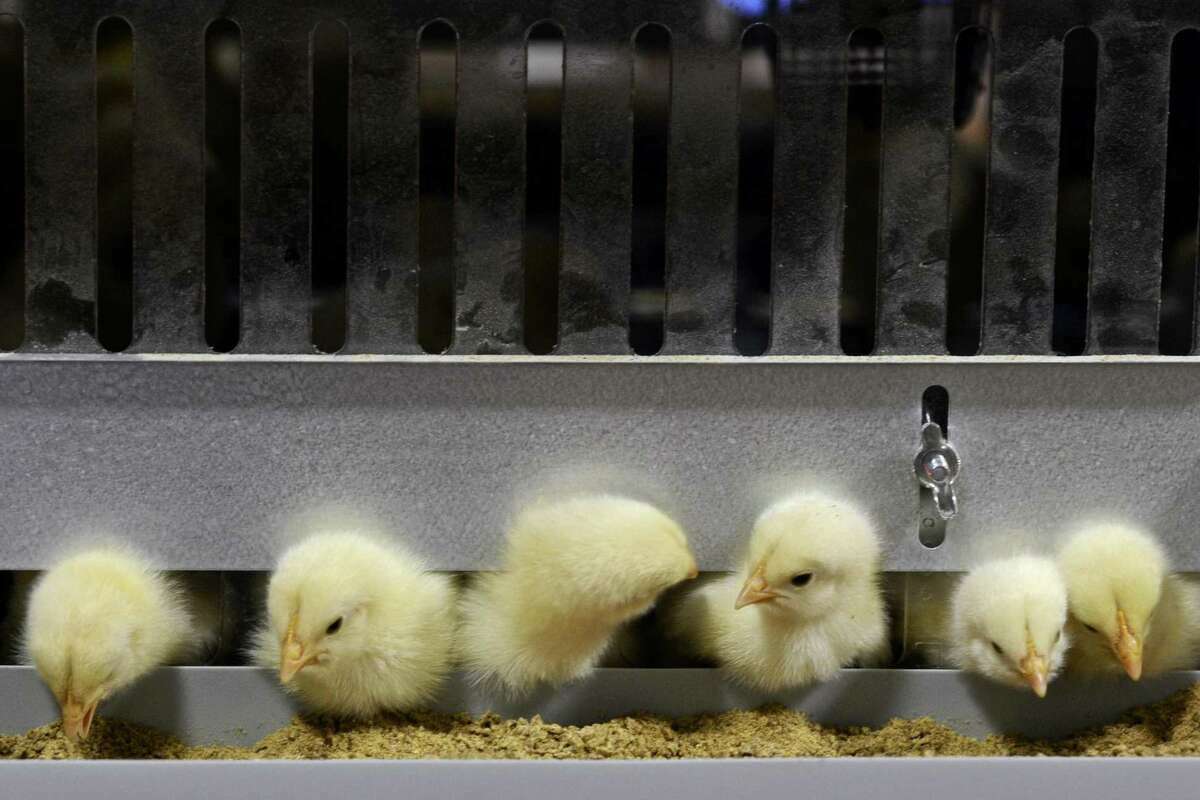 Greenwich Planning officials OK 50foot chicken coop setbacks