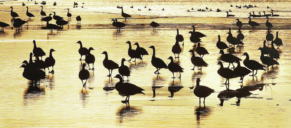 John Badman|The Telegraph Canada geese were treading on thin ice Tuesday in the Riverlands Migratory Bird Sanctuary in West Alton, Missouri.  