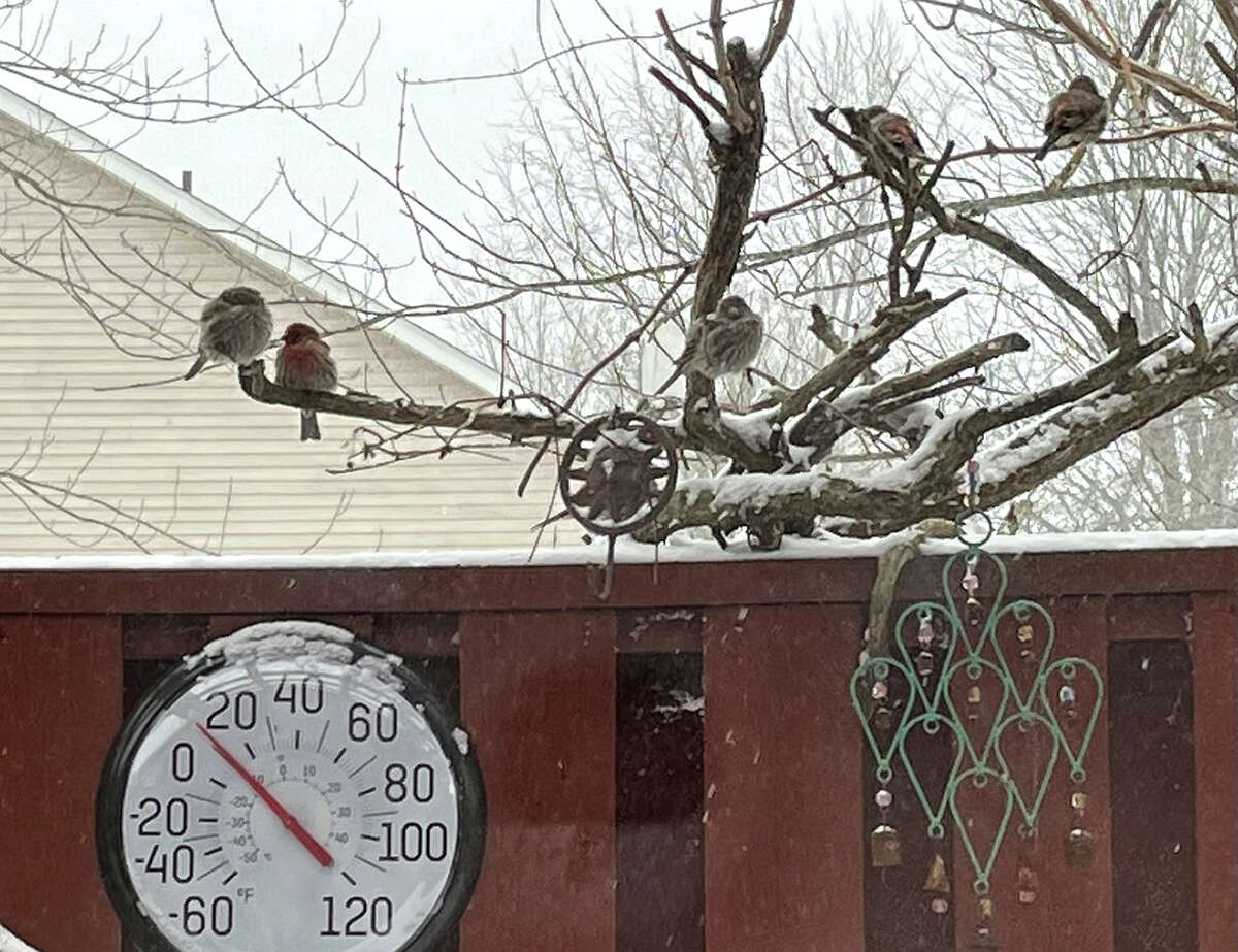 A flock of birds doesn't seem bothered by the falling temperatures as they hang out in a tree in Greenfield.