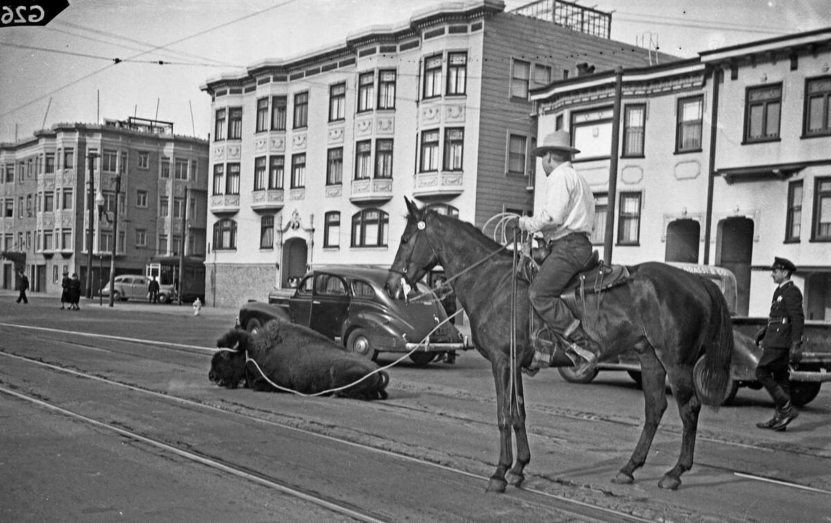 Park workers and police officers capture a bison in the Richmond District in December 1942 after it had made a dramatic escape from Golden Gate Park.