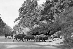 Golden Gate Park’s bison used to be chaotic escape artists — until one major change was made