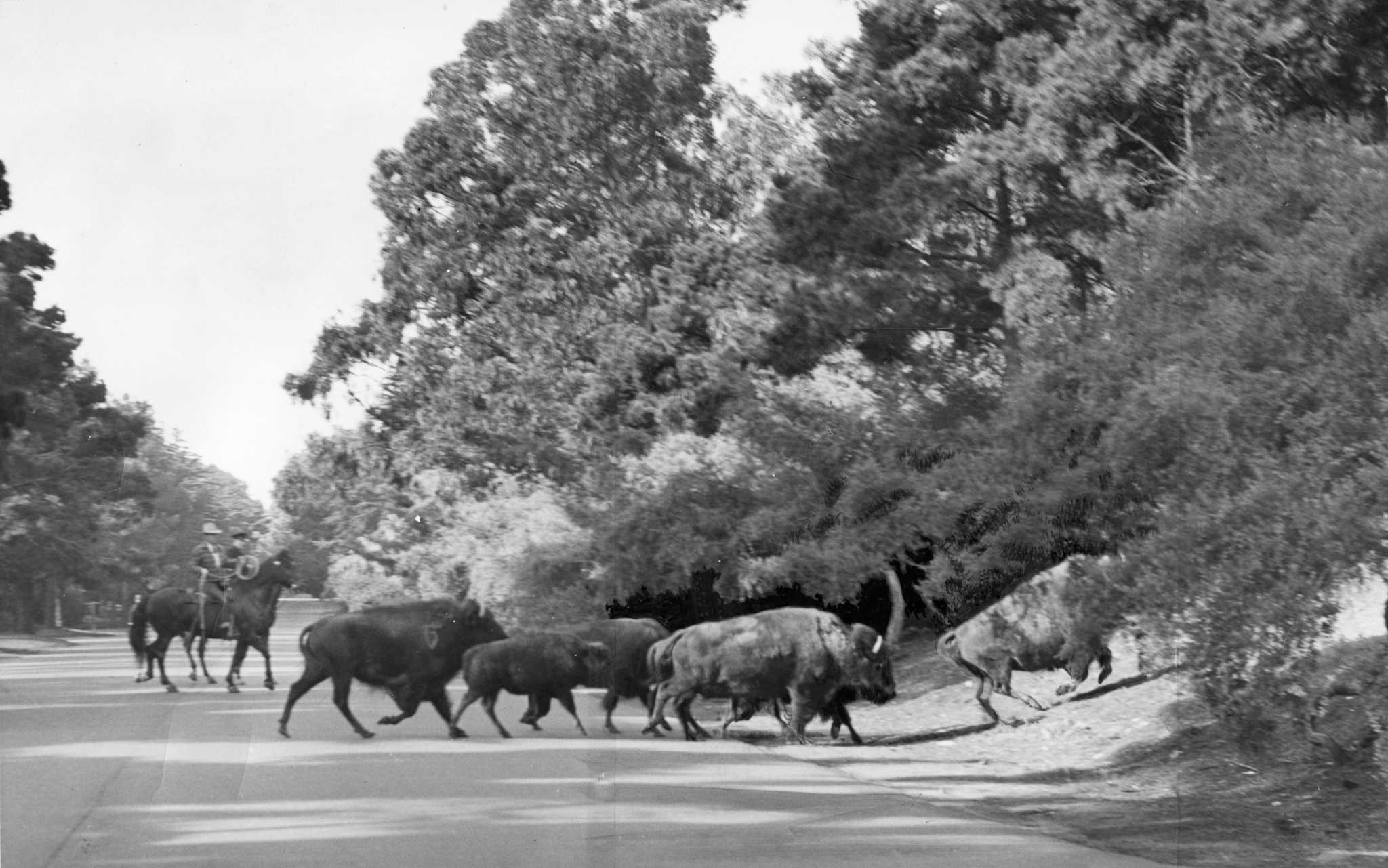 golden-gate-park-s-bison-used-to-be-chaotic-escape-artists-until-one