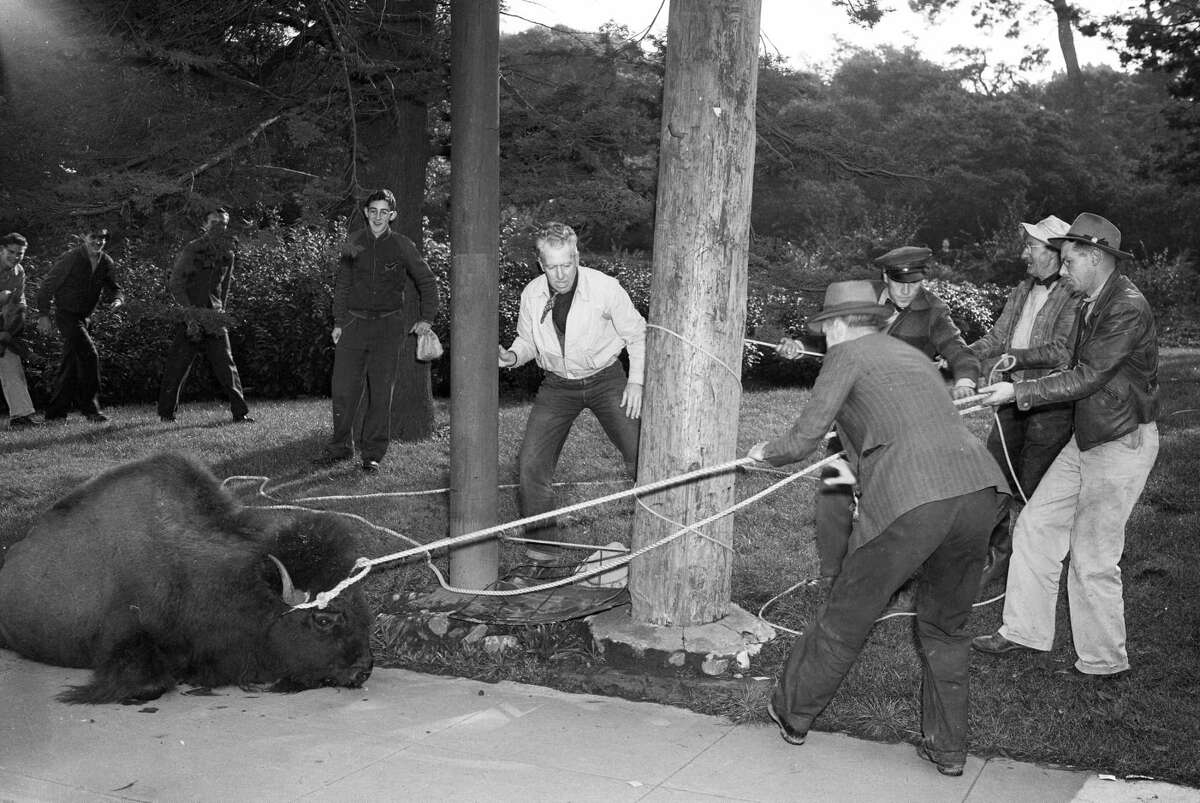 Park workers and police officers restrain a bison that escaped into the Richmond District in December 1942.
