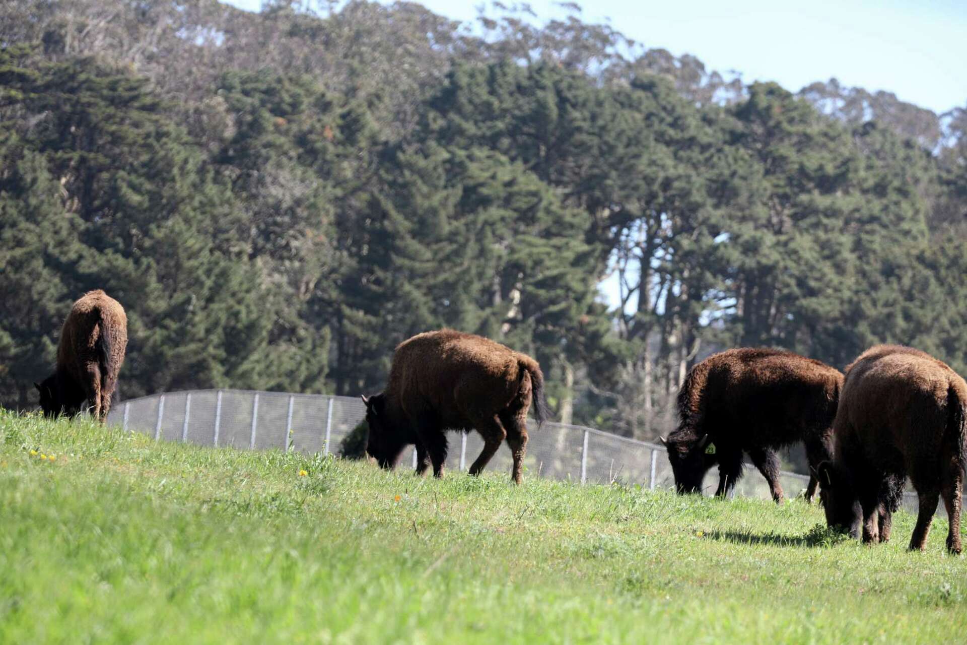 Golden Gate Park's Bison Paddock