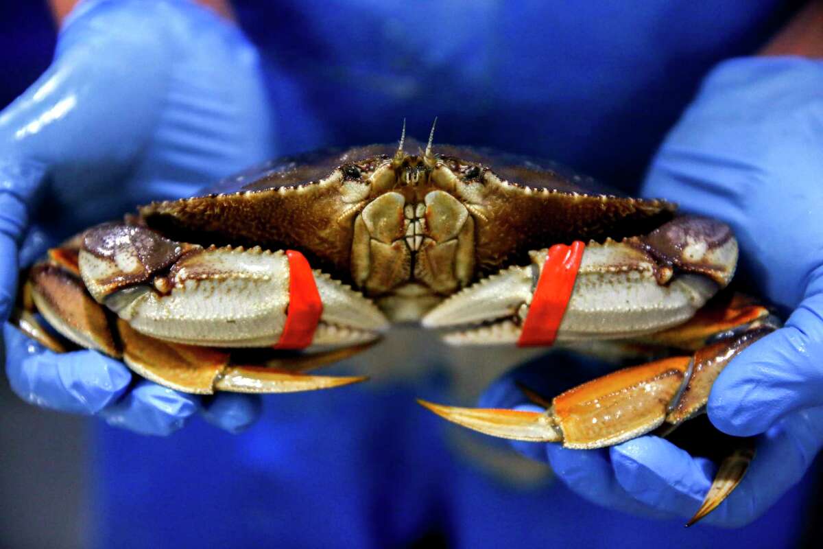 Christmas Dungeness crab in the Bay Area? It'll be more expensive