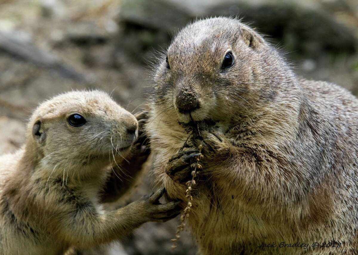 Beardsley Zoo plans to unveil prairie dog habitat upgrades