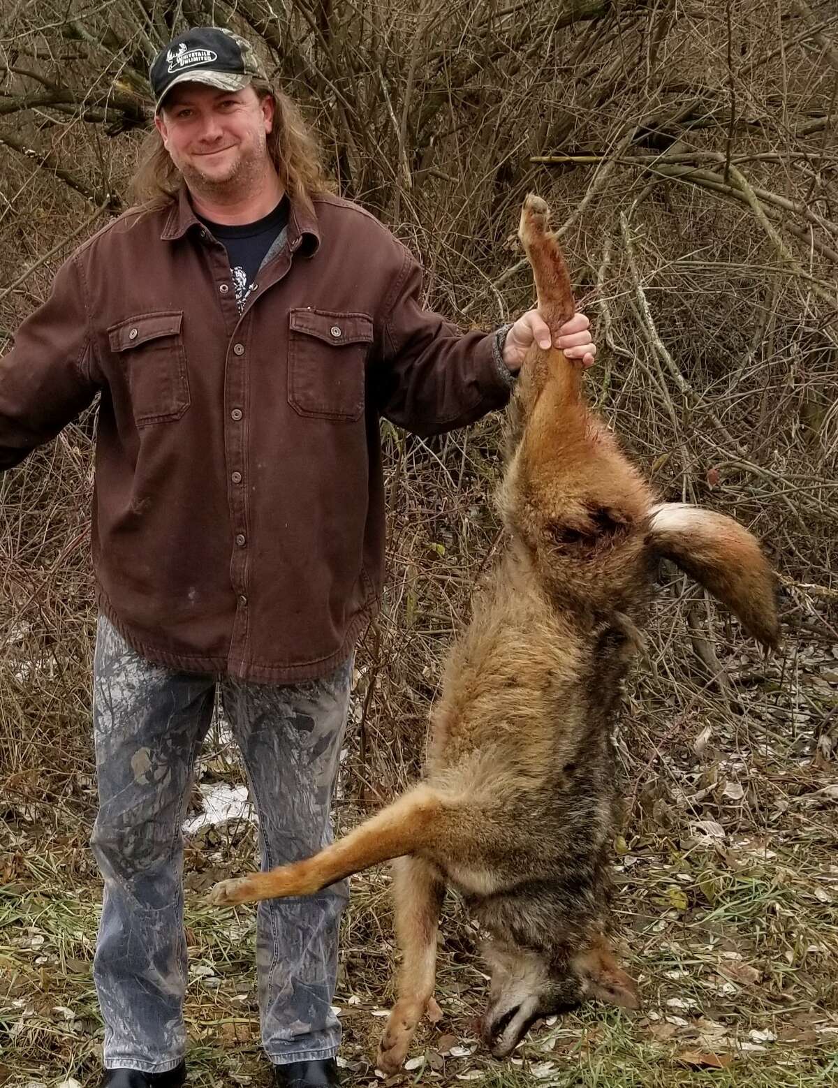 Don Burnette of Cass City shot this large male coyote during a midday "coyote drive" with a couple other hunters during a snowless January day two years ago. Burnette used a scoped .204 Ruger bolt-action to drop the running coyote, flushed out of a fencerow at 100 yards..