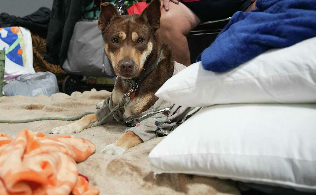 A canine  named “Momma Dog” stays with its proprietor  successful  an exigency  warming halfway  astatine  George R. Brown Convention Center connected  Thursday, Dec. 22, 2022 successful  Houston. The metropolis  plans to support  the warming center, which has chairs, nary  cots, unfastened  until Saturday.