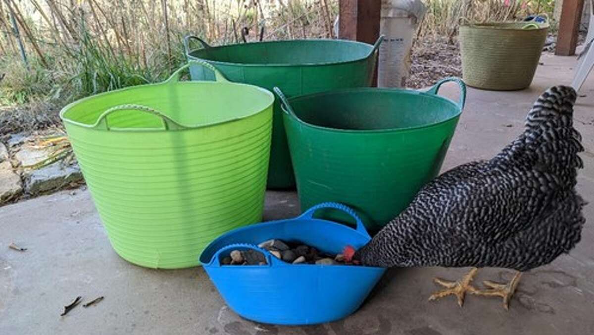 Backyard chickens checking out trugs