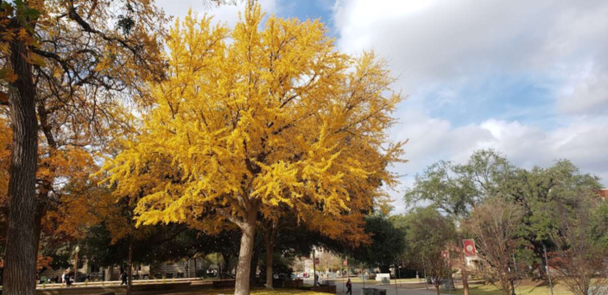 Brilliant yellow foliage of Ginkgo Tree in the Texas Hill Country in mid December