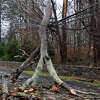 A tree knocked down power lines on Westport Road in Wilton the morning of Dec. 23, 2022.